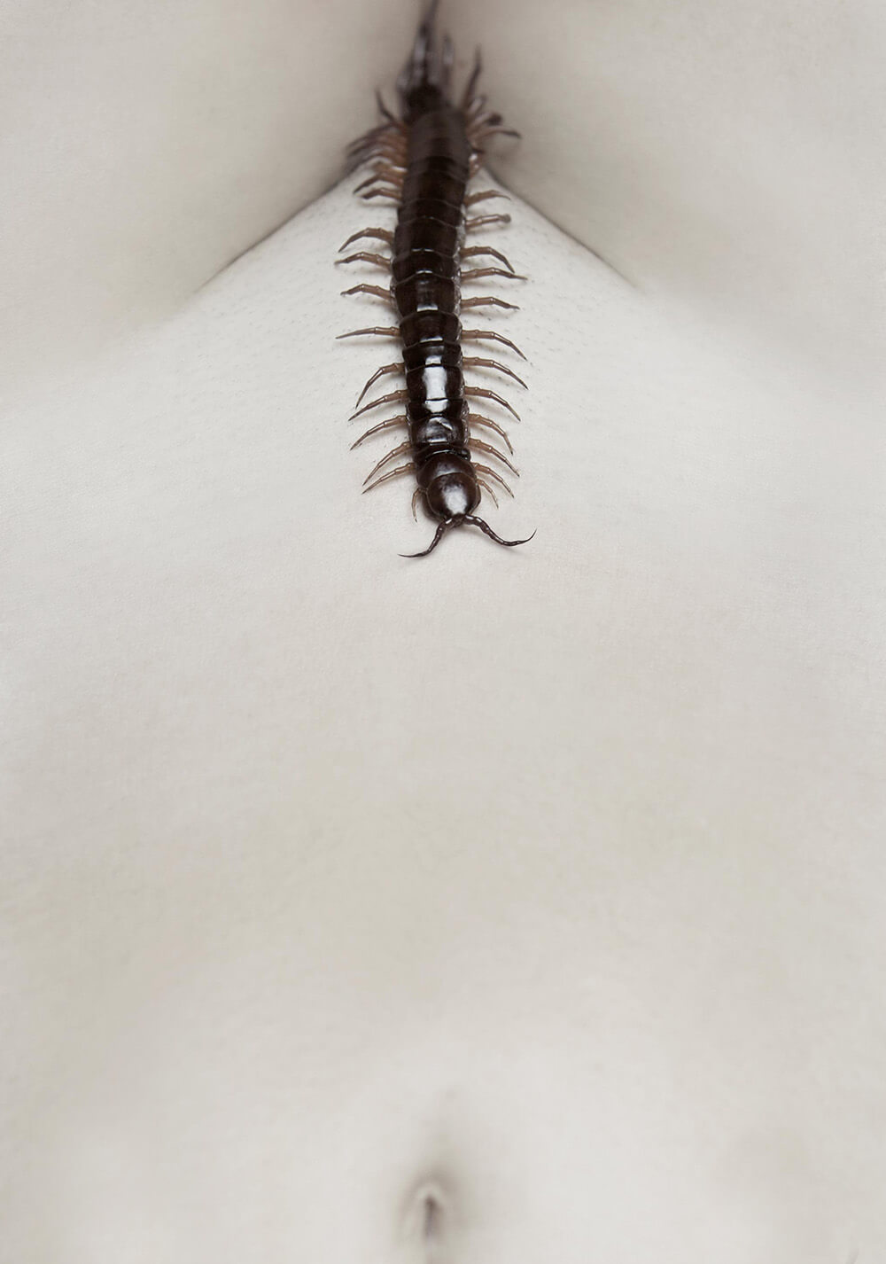 هزارپای انسانی 2 (The Human Centipede 2)